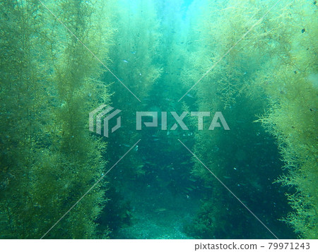 Seaweed forest in Osezaki 79971243