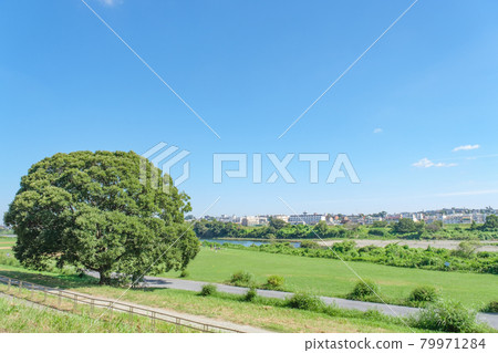新鮮的綠色玉川綠地等 從托洛基一側隔著多摩川眺望田園調布的街景 79971284