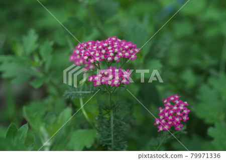 蓍草【綠底】 蓍草【綠底】 79971336
