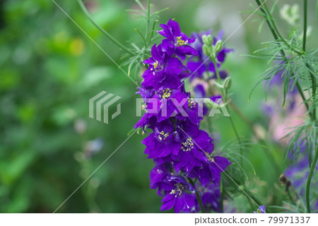 Larkspur [green background] 79971337