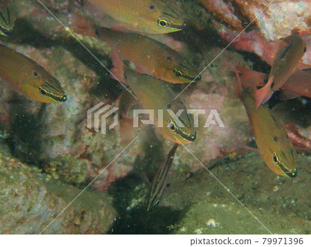 大瀨崎的 Apogon notatus 79971396