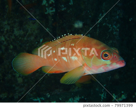 大瀨崎的五彩魚 79971399