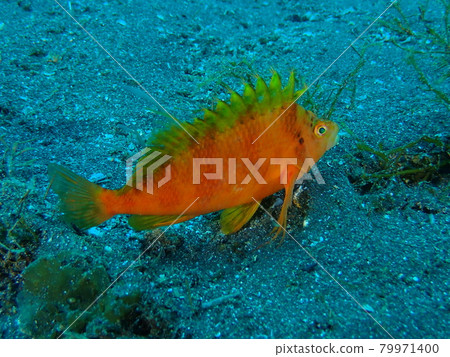 大瀨崎的黃魚 79971400