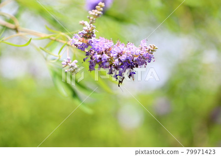 胡蘿蔔胡蘿蔔花 胡蘿蔔胡蘿蔔花 79971423