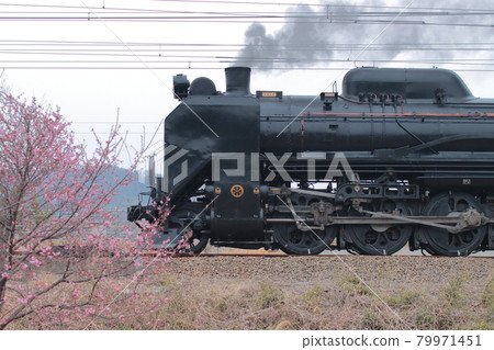 Cherry blossoms and steam locomotive Cherry blossoms and steam locomotive 79971451