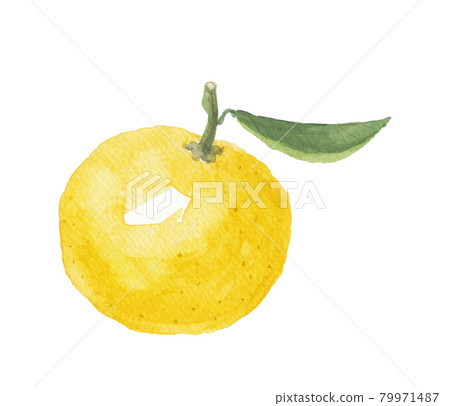 土佐小夏 土佐小夏 79971487