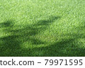 Lawn 79971595