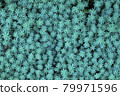 Sedum 79971596