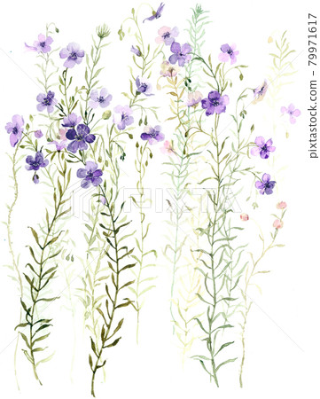  色彩豐富的花卉素材組合和設計元素 79971617