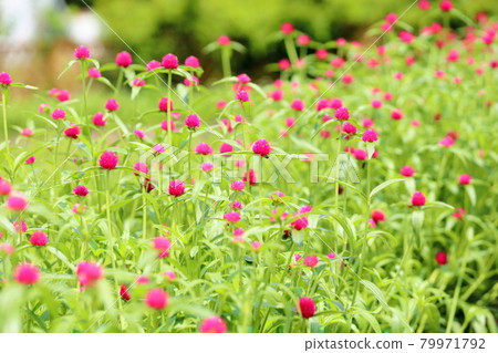 Sennichikou flower 79971792