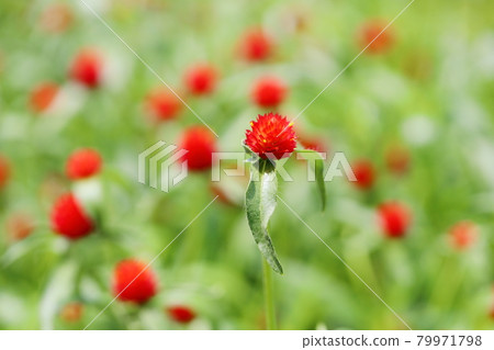 Sennichikou flower 79971798