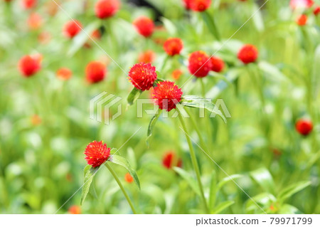 Sennichikou花 79971799