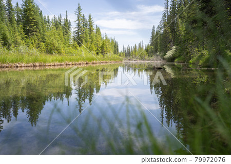 Nature scenery with lush green coniferous forest with calm river reflecting its surroundings, shot in Griffith Woods, Calgary, Alberta, Canada 79972076