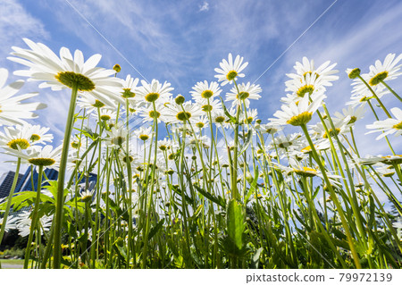 Bunch of flowers, daisies, shot from down below perspective in Princes Island Park, Calgary, Alberta, Canada 79972139