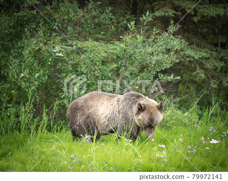 Young Grizzly bear portrait captured from short distance,shot in Canadian Rockies, Kananaskis Country, Canada 79972141