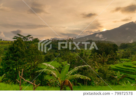 Bali Jatiluwih Landscape 79972578