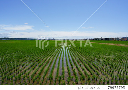 Rural scenery: Rice fields after rice planting 79972795