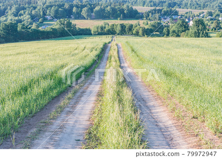 Field with rye and road at sunny evening. 79972947