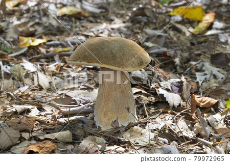 Yamadoritake moodki Yamadoritake moodki 79972965