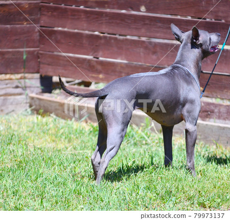 Dog breed Thai Ridgeback or Mah Thai Dog breed Thai Ridgeback or Mah Thai 79973137