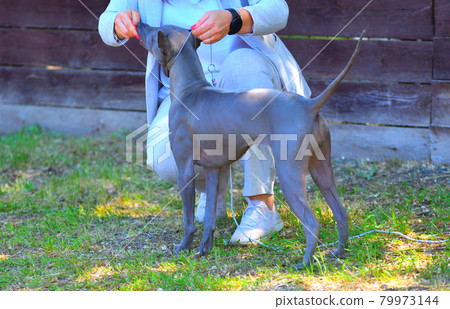 Dog breed Thai Ridgeback or Mah Thai Dog breed Thai Ridgeback or Mah Thai 79973144