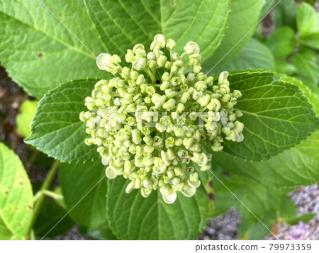 Horse mackerel Horse mackerel 79973359