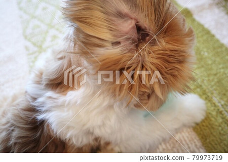 Shih Tzu baby with ears 79973719