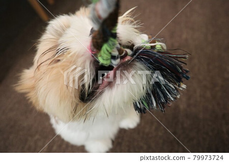 A slow-growing dog that is 5 months old but still has no milk teeth A slow-growing dog that is 5 months old but still has no milk teeth 79973724