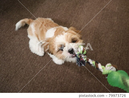 Shih Tzu enjoying string play while yelling "Garururu" 79973726