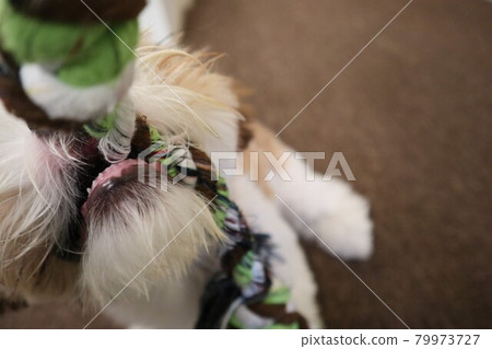 A slow-growing 5-month-old canine that has finally grown a little milk teeth 79973727