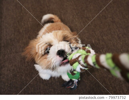 A dog that communicates with its owner by playing with a string A dog that communicates with its owner by playing with a string 79973732