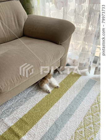 Hide your head and don't hide your hips (dog) Hide your head and don't hide your hips (dog) 79973733