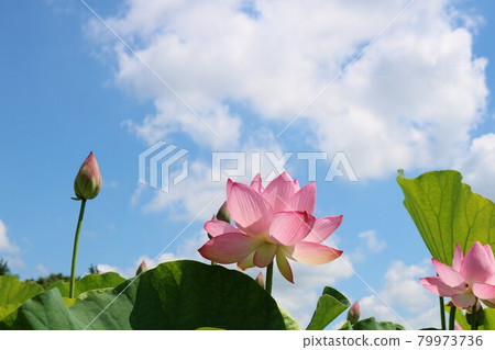 雨季輕柔綻放的男鹿荷花景觀 雨季輕柔綻放的男鹿荷花景觀 79973736