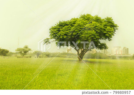 A big tree on the grassland 79980957