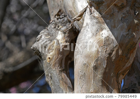 紫薇樹皮 79985449