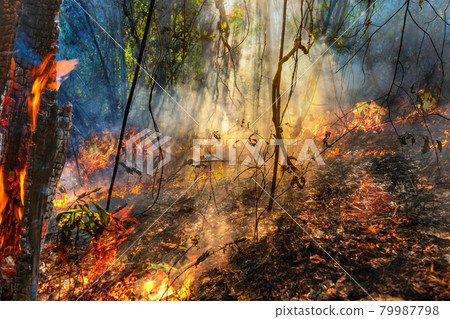 Forest fire disaster is burning caused by human 79987798
