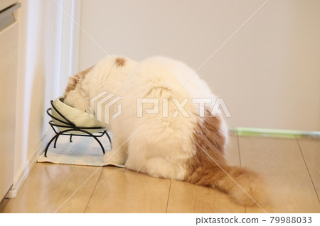 Cat food, cat food Cat food, cat food 79988033