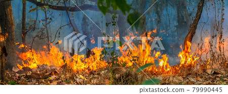 Forest fire disaster is burning caused by human Forest fire disaster is burning caused by human 79990445