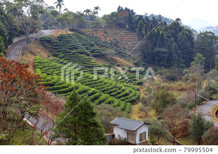 Tea Garden in Sun Moon Lake, Nantou 79995504