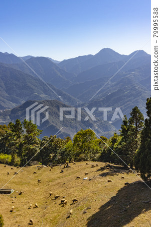 There are many sheep grazing on the hills of Cingjing Farm in Nantou There are many sheep grazing on the hills of Cingjing Farm in Nantou 79995588