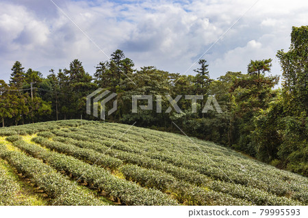 南投日月潭的茶園 南投日月潭的茶園 79995593