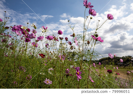 在秋風中搖曳，綻放著五彩繽紛的大波斯菊 79996051