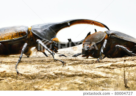 Hercules Ricky 80004727