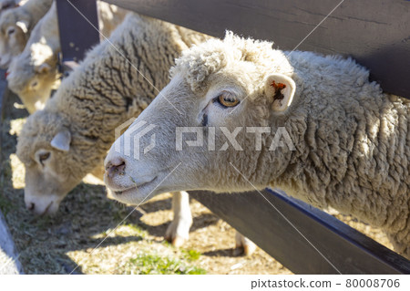 清境農場裡飼養的綿羊 清境農場裡飼養的綿羊 80008706