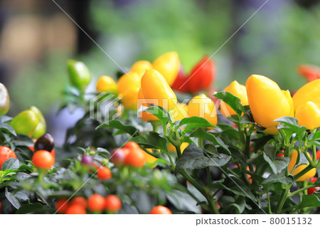 Colorful five-colored pepper 80015132