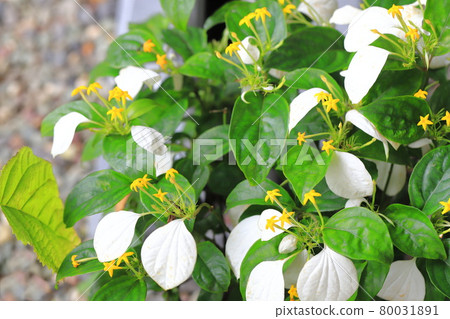 Handkerchief flowers (white conronka) and yellow flowers 80031891