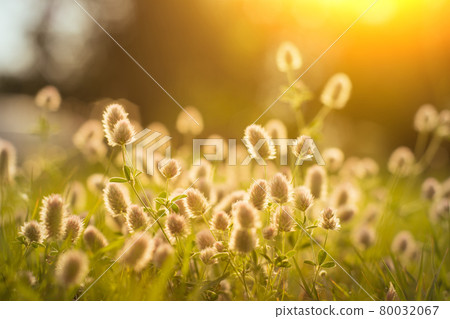 Field of wild, white dandelions in summer. Field of wild, white dandelions in summer. 80032067