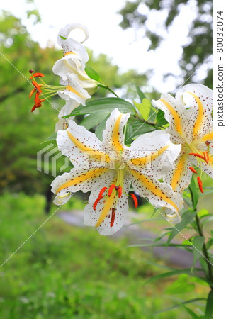 Yamayuri盛開 80032074