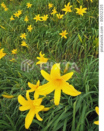 金針花 金針花 80032105