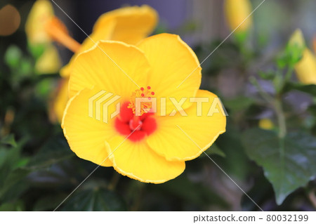 黃色和紅色的芙蓉花 80032199